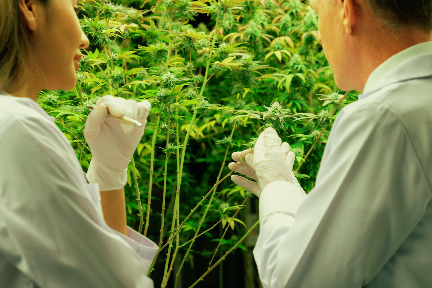 man looking at cannabis