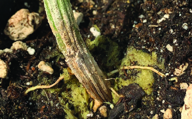 cannabis roots
