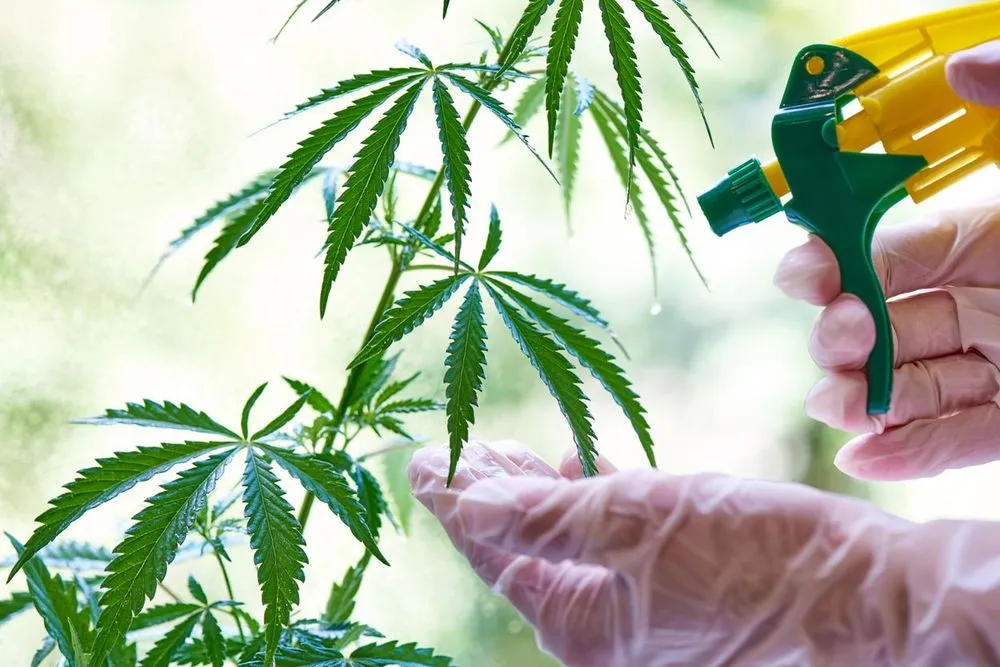 watering cannabis